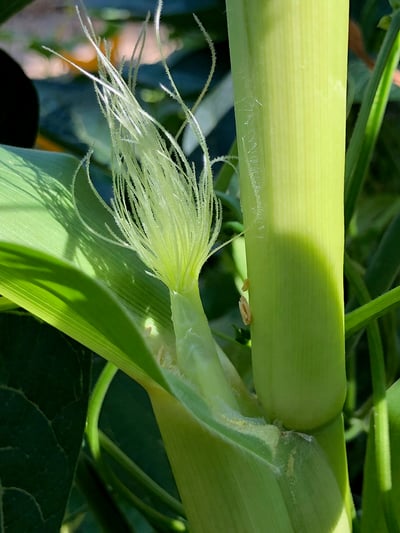 corn-silks-pollination